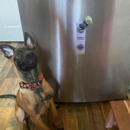 Belgian Malinois Puppies from Lion and The Lamb Kennel