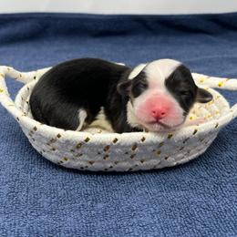 Sapphire - Black and tan female Pembroke Welsh Corgi puppy in Waco, Texas from The Comma Corgis