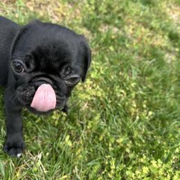 Larry - Black male Pug puppy in Indian Trail, North Carolina from Love Pugs
