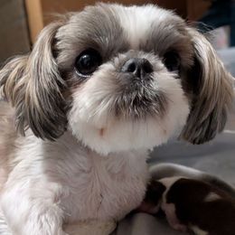 Phoebe - Shih Tzu