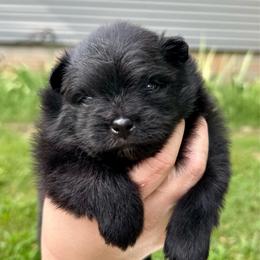 Diamond - Black male Pomeranian puppy in Springfield, Missouri from Hope Mountain Pomeranians