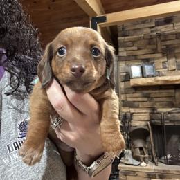 Clementine - Red female Dachshund puppy in Dike, Texas from Texas Blessed Dachshunds