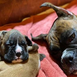 Boxer Puppies from Fineview Boxers