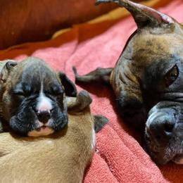 Boxer Puppies from Fineview Boxers
