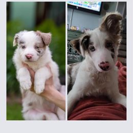 Border Collie All Grown Up from Dual Traxx Border Collies