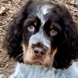 English Springer Spaniels from Bay Branch Bunch English Springer Spaniels