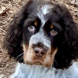 English Springer Spaniels from Bay Branch Bunch English Springer Spaniels