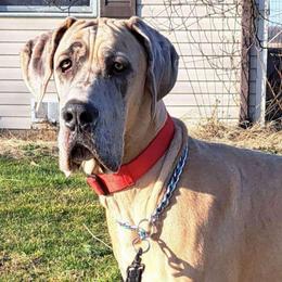 Tua - Great Dane