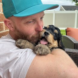 Bernedoodle and Poodle Puppies from Doggy Darlins