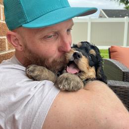 Bernedoodle and Poodle Puppies from Doggy Darlins