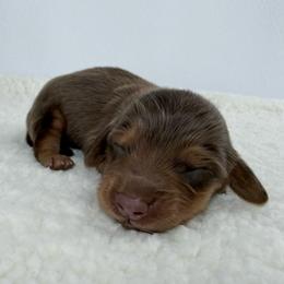 Elowen - Chocolate and tan male Dachshund puppy in Sacramento, California from HEFFERNAN HOUNDS