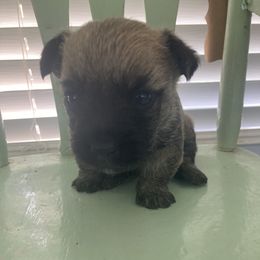 June (orange collar) - Wheaten brindle female Cairn Terrier puppy in Seymour, Indiana from Doug Joray & Holly Hill Cairn Terriers