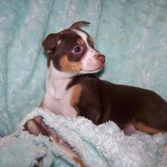Cavalier King Charles Spaniel, Cocker Spaniel, and Xoloitzcuintli All Grown Up from Shasta Spots and Solids
