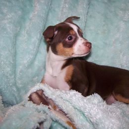 Cavalier King Charles Spaniel, Cocker Spaniel, and Xoloitzcuintli All Grown Up from Shasta Spots and Solids