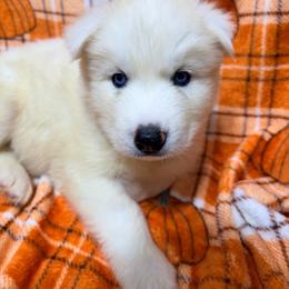 AKC Sander - Sable and white male Siberian Husky puppy in Centreville, Maryland from Huskies By the Bay