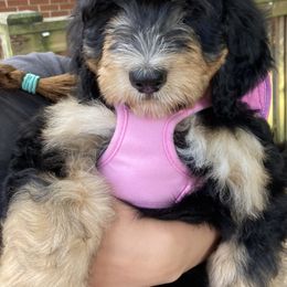 Fawn - Phantom Bernedoodle puppy in Broadway, North Carolina from Dixie’s Darling Doodles