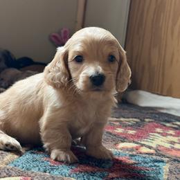 Cream boy - Cream male Dachshund puppy in Defuniak Springs, Florida from Anastasia Knight's Cocker Spaniels