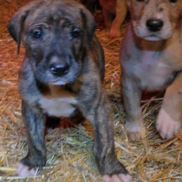 SoSorry - Brindle male Great Dane puppy in Street, Maryland from Grant’s Gorgeous Greats