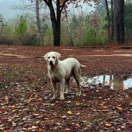 Maggie - Labrador Retriever