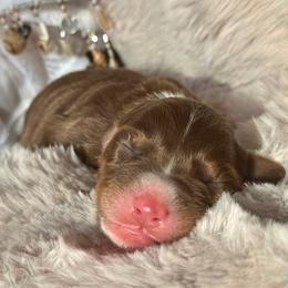 Girl - 4 - Red tri-color female Australian Shepherd puppy in Ramona, California from Blue Moon Aussies
