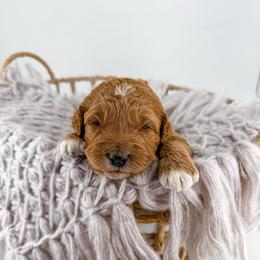 Hem - Apricot female Goldendoodle puppy in Jamestown, Kentucky from Milk & Honey Doodles