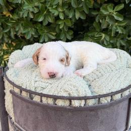 Colin - Parti male Goldendoodle puppy in Barstow, California from Golden Desert Doodles