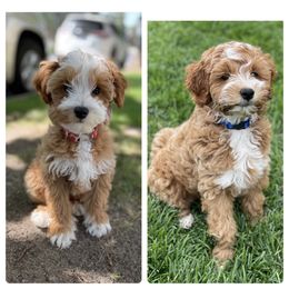 Goldendoodle Puppies from You Are My Sunshine Doodle