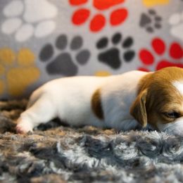 Russell Terrier Puppies from Diamond D Jacks