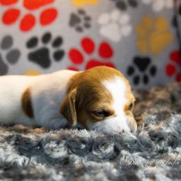 Russell Terrier Puppies from Diamond D Jacks