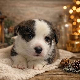 Pumpkin - Brindle and white female Cardigan Welsh Corgi puppy in Kerens, West Virginia from Leather & Lace