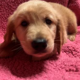 Golden Retriever Puppies from KnL Golden Acres