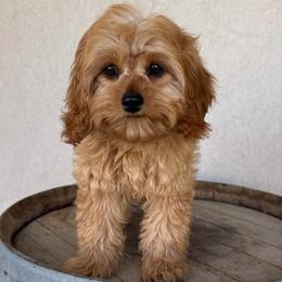 Spruce - Green Collar - Red male Cavapoo puppy in South Jordan, Utah from Simply Sweet Paws. LLC
