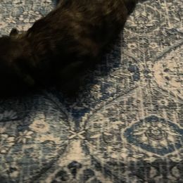 Boy 2-Hagrid - Brindle male Shihpoo puppy in Cherryville, North Carolina from Mystic Moon Shih-Poos
