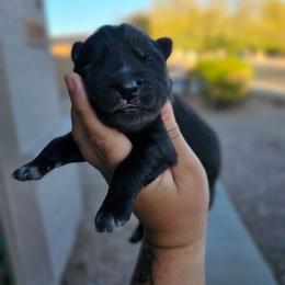 Romeo - Agouti and white male Siberian Husky puppy in Buckeye, Arizona from Anime Huskies