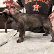 Pink Collar Girl - Ready for a Show Home! - Standard Schnauzer puppy from Beaucoup Standard Schnauzers