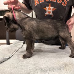 Pink Collar Girl - Ready for a Show Home! - Standard Schnauzer puppy from Beaucoup Standard Schnauzers