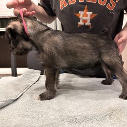 Pink Collar Girl - Ready for a Show Home! - Standard Schnauzer puppy from Beaucoup Standard Schnauzers