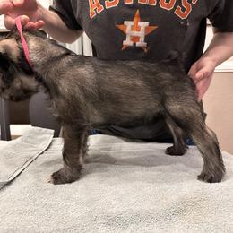 Pink Collar Girl - Ready for a Show Home! - Standard Schnauzer puppy from Beaucoup Standard Schnauzers