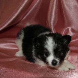 Pomeranian Puppies from Textilepoms