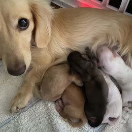 Stella - Dachshund