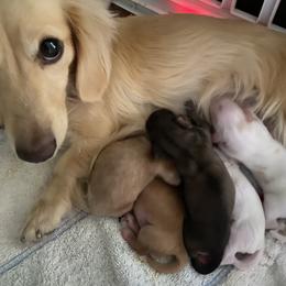 Stella - Dachshund