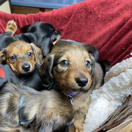 Dachshund Puppies from Cogsworth Cromwell Dachshunds of South West Michigan
