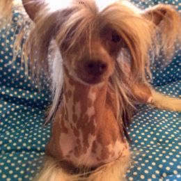 Bobby - Chinese Crested