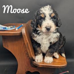 Moose - Tri-color male Bernedoodle puppy in Lancaster, Minnesota from Richardville Hunde