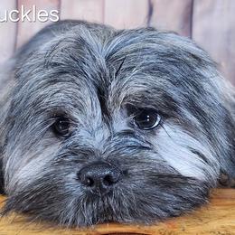 Knuckles - Brindle male Lhasa Apso puppy in Jefferson, New York from Absolute Lhasa Love