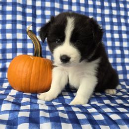 Oakie - Black and white female Border Collie puppy in Ripley, Oklahoma from Adventure5 Border Collies