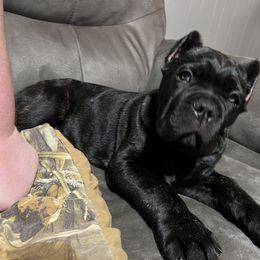 Cane Corso Puppies from Ridge Top Cane Corso