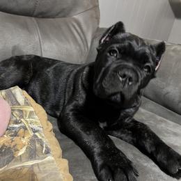 Cane Corso Puppies from Ridge Top Cane Corso