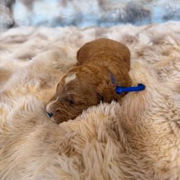 Blue Collar - Red  male Goldendoodle puppy in Winfield, Alabama from Rose Lane Doodles