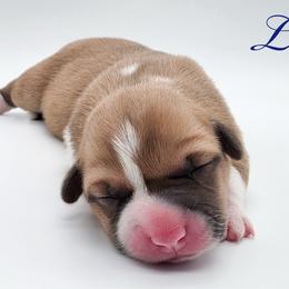 Lilo - Red female Pembroke Welsh Corgi puppy in Aumsville, Oregon from West Coast Corgi